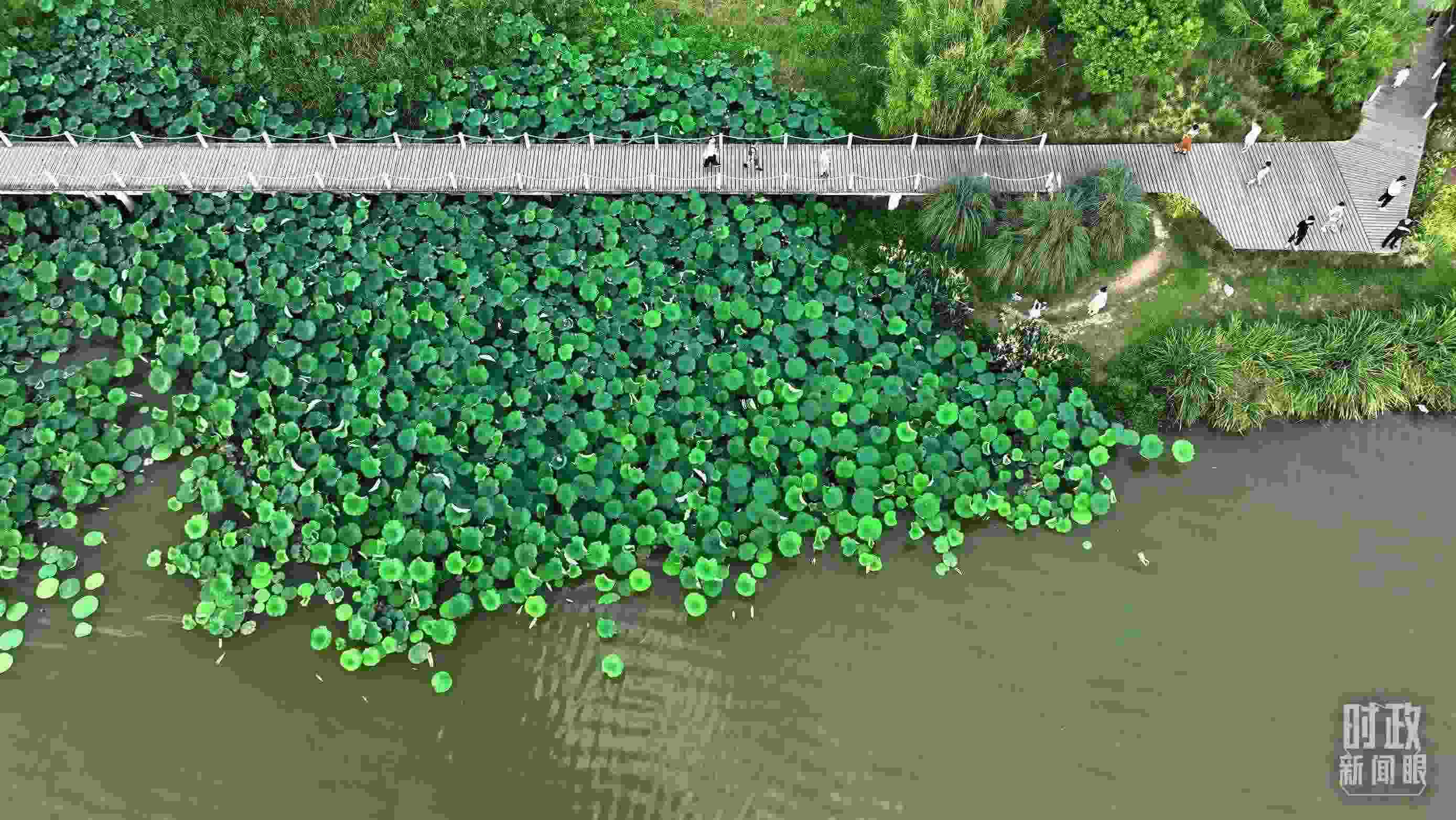 △陜西漢中天漢濕地公園內(nèi)，游人穿行，荷影婆娑。（總臺(tái)記者劉海濤拍攝）