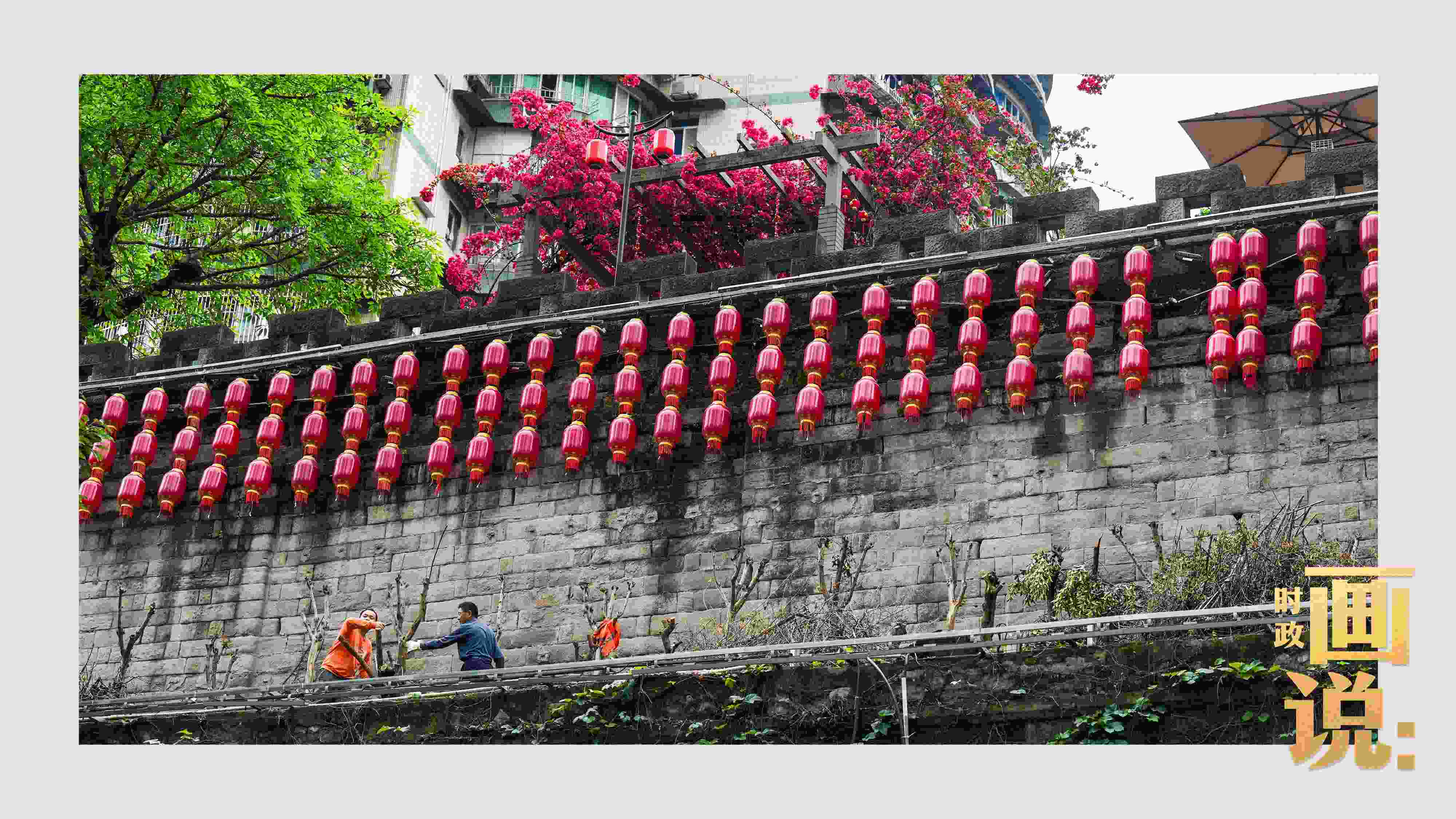 △盛放的三角梅下，園林工人修剪著古老通遠(yuǎn)門城墻上的一抹新綠。