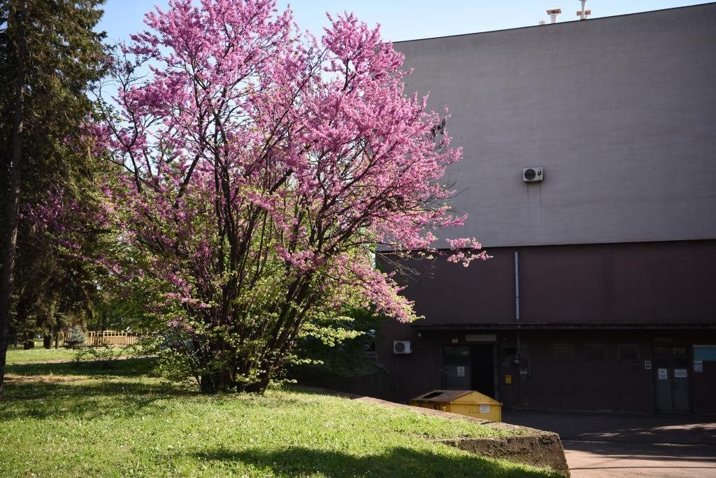 斯梅戴雷沃鋼廠里盛開的南歐紫荊花。
