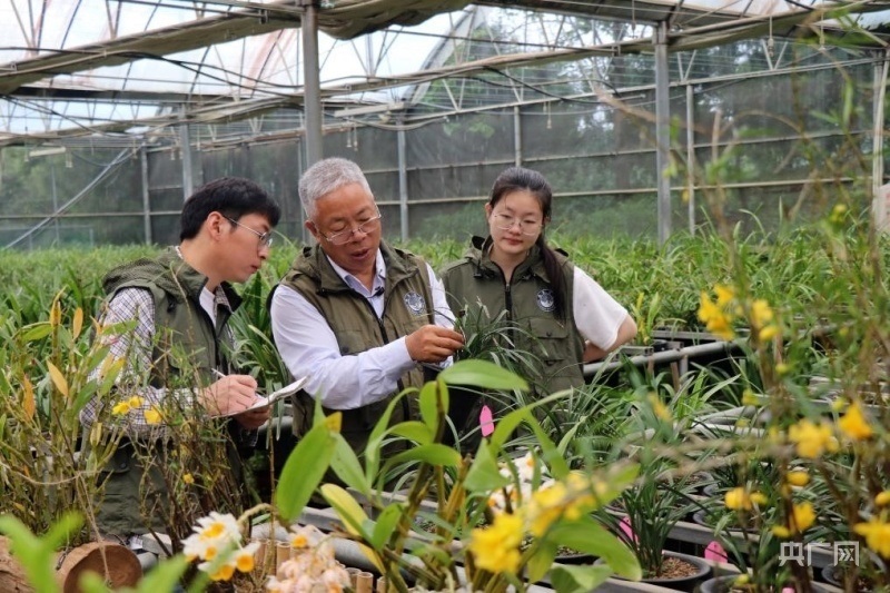 楊柏云（左二）向?qū)W生講解蘭花生長(zhǎng)特性（央廣網(wǎng)記者 劉培俊 攝）