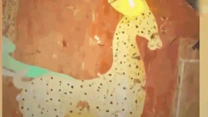 在全新技術(shù)支持下，敦煌莫高窟實現(xiàn)了窟內(nèi)文物窟外看的新體驗。