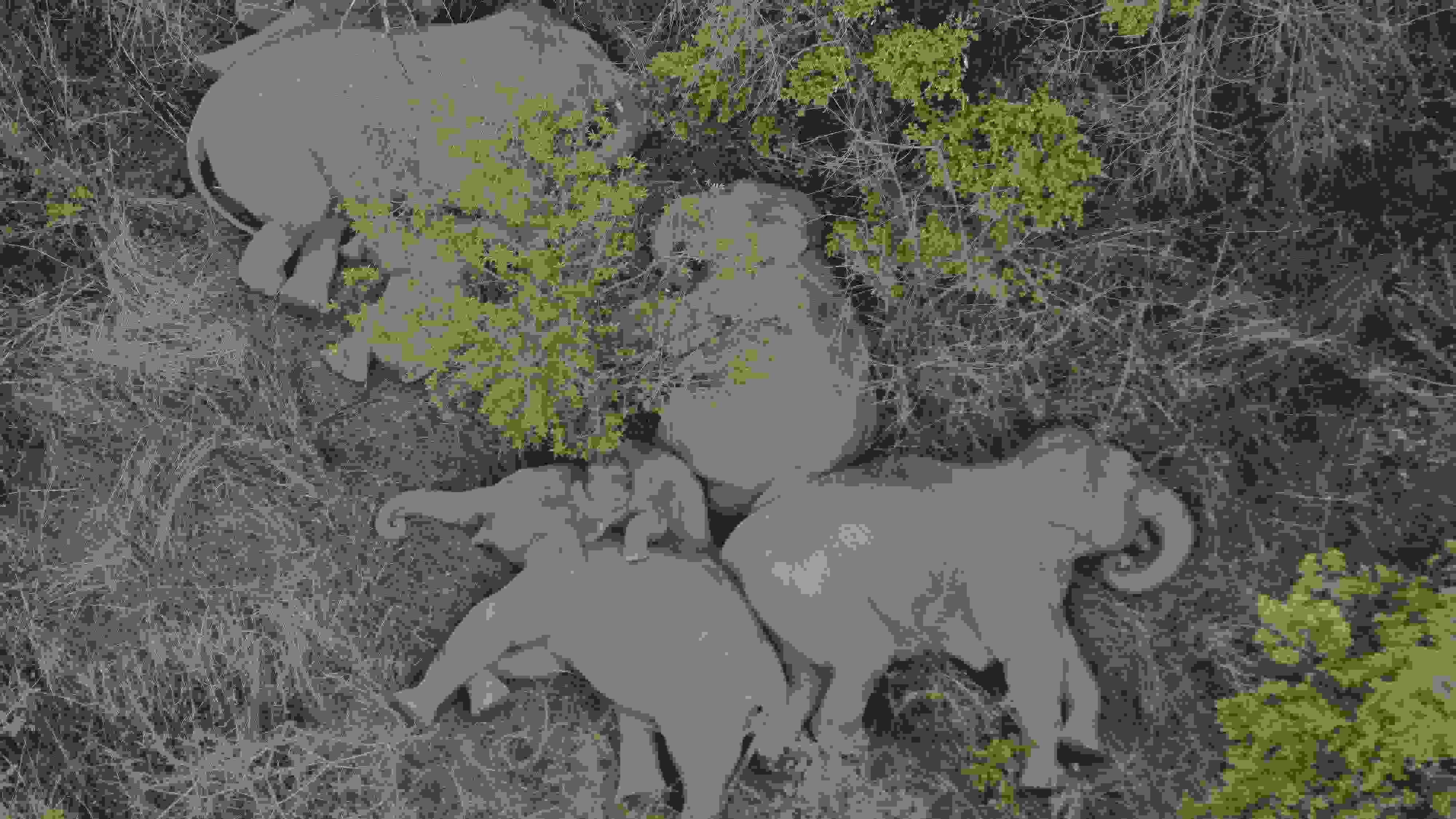 2021年6月7日，航拍顯示亞洲象群在云南省昆明市晉寧區(qū)夕陽(yáng)鄉(xiāng)山林地里睡覺休息。