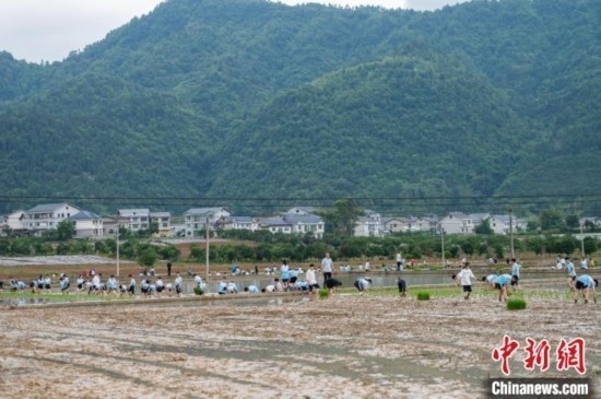 圖為5月21日，綏陽縣旺草中學(xué)學(xué)生在旺草萬畝大壩體驗(yàn)插秧。唐哲 攝