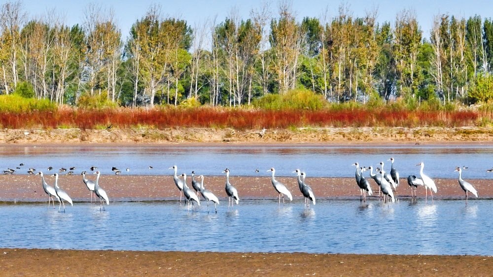 在山東黃河三角洲國家級(jí)自然保護(hù)區(qū)拍攝的白枕鶴（2022年10月18日攝）。新華社發(fā)（楊斌 攝）