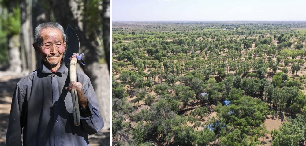 拼版照片：左圖為內(nèi)蒙古鄂托克前旗呼和陶勒蓋嘎查的牧民曹扎娃出門勞作（2023年6月14日攝）；右圖為曹扎娃的承包地（2023年6月14日攝，無(wú)人機(jī)照片）。20世紀(jì)80年代，在毛烏素沙地中，曹扎娃主動(dòng)承包了2300多畝沙地。這么多年來(lái)，曹扎娃堅(jiān)持種樹治沙，最終將沙地變成了林海。新華社記者 劉磊 攝