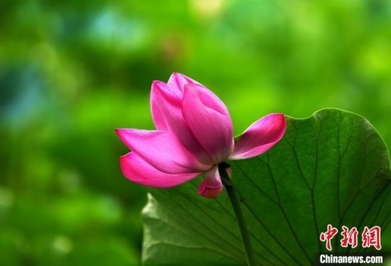 6月19日，時(shí)值一年畢業(yè)季，四川大學(xué)望江校區(qū)荷花池里的荷花盛開(kāi)，成為了畢業(yè)生們的打卡圣地，吸引了眾多畢業(yè)生拍照留念。圖為盛開(kāi)的荷花。中新社記者 安源 攝