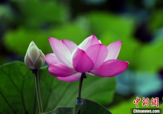 6月19日，時(shí)值一年畢業(yè)季，四川大學(xué)望江校區(qū)荷花池里的荷花盛開(kāi)，成為了畢業(yè)生們的打卡圣地，吸引了眾多畢業(yè)生拍照留念。圖為盛開(kāi)的荷花。中新社記者 安源 攝