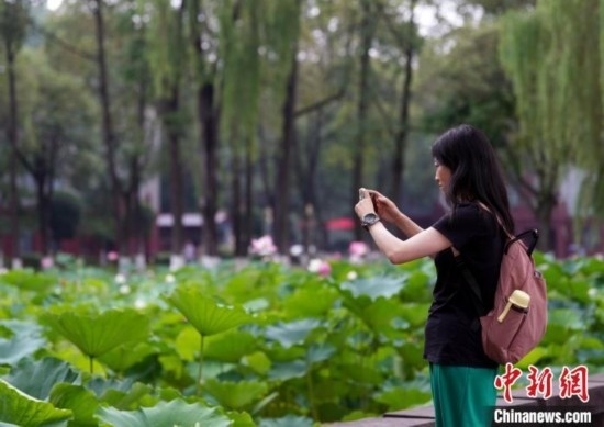 6月19日，時(shí)值一年畢業(yè)季，四川大學(xué)望江校區(qū)荷花池里的荷花盛開(kāi)，成為了畢業(yè)生們的打卡圣地，吸引了眾多畢業(yè)生拍照留念。圖為畢業(yè)生在荷花池邊拍照留念。中新社記者 安源 攝