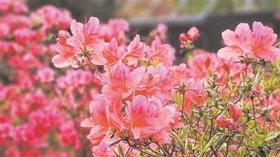 井岡山大學北區(qū)的生物園內(nèi),一叢叢映山紅競相怒放。井岡山大學供圖