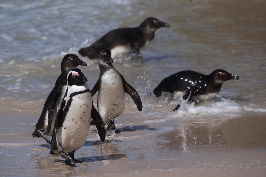 這是2021年9月29日在南非西蒙斯敦的博爾德斯海灘拍攝的捕食歸來(lái)的非洲企鵝。新華社記者 陳誠(chéng) 攝