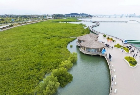 2024年1月23日拍攝的廈門市翔安區(qū)下潭尾紅樹林公園（無人機照片）。新華社記者 林善傳 攝