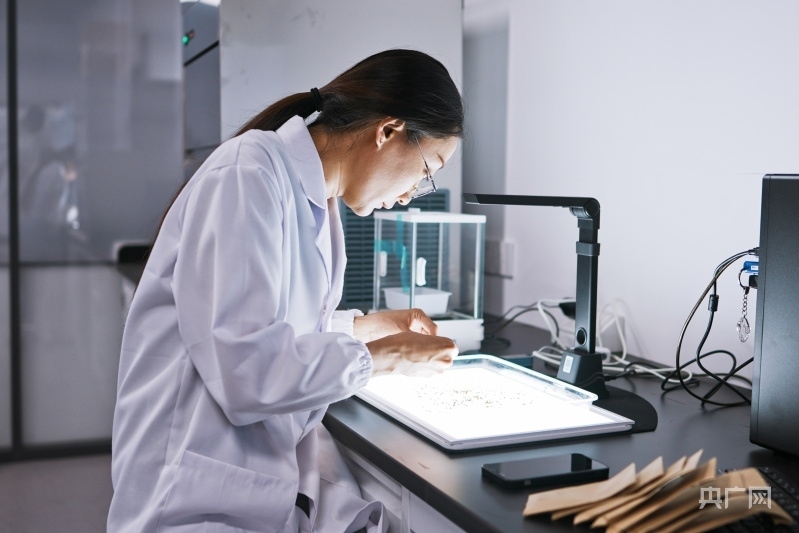 科研人員在實驗室進行考種工作（央廣網記者 張羲輪 攝）