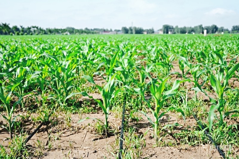 滴灌技術讓玉米“喝飽水”（央廣網記者 張羲輪 攝）