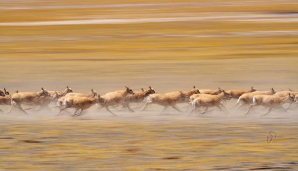 2024年6月13日，在羌塘國(guó)家級(jí)自然保護(hù)區(qū)，遷徙中的藏羚羊奔跑起來(lái)。新華社記者費(fèi)茂華攝