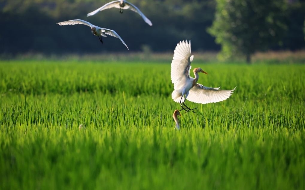 2023年8月7日，鷺鳥(niǎo)在山東省臨沂市郯城縣郯城街道水稻田間飛舞。新華社發(fā)（張春雷 攝）