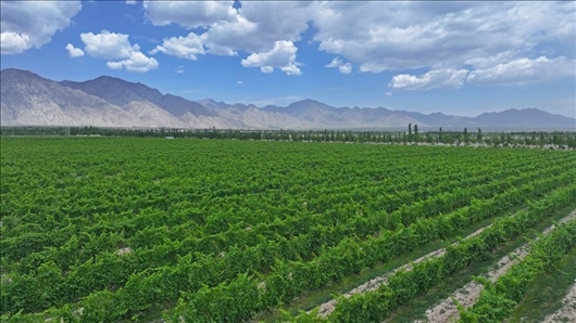 閩寧從荒蕪貧瘠的荒灘戈壁變成了如今的片片綠洲。