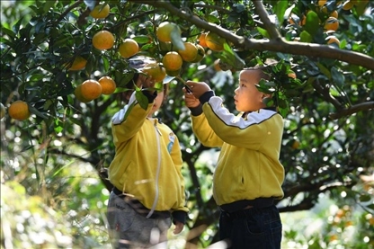 貴州黃平縣小朋友在校外勞動實踐基地采摘柑橘。