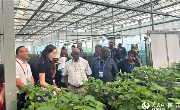 研討班成員在大棚中了解植物種植技術(shù)。人民網(wǎng) 曹欣悅攝