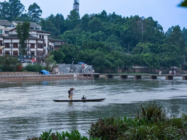 蘇稽古鎮(zhèn)的漁民在進行魚鷹捕魚表演。本報記者 伊霄攝