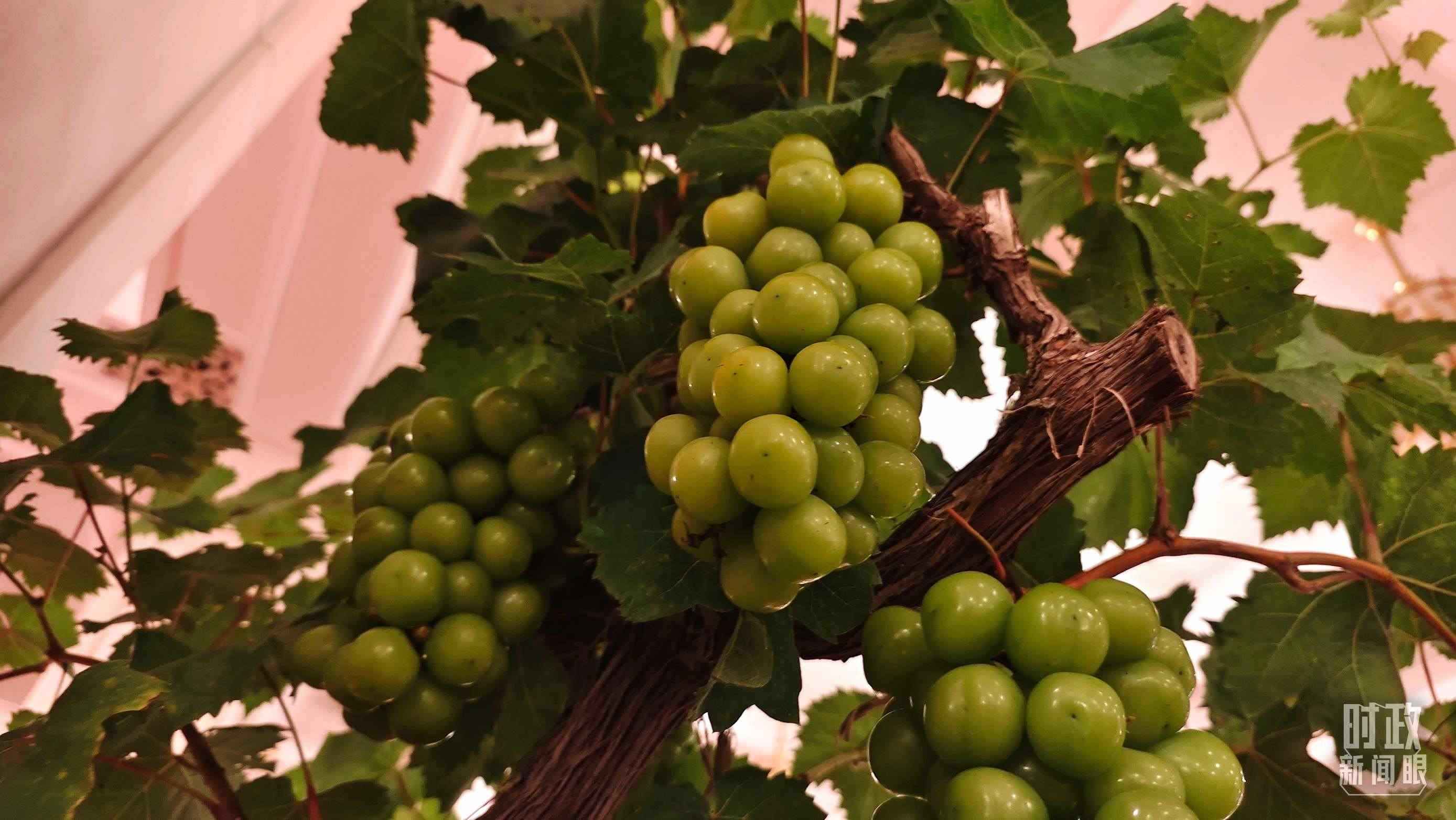  △人民大會(huì)堂的盆景，碩果累累。（總臺(tái)央視記者韓銳拍攝）