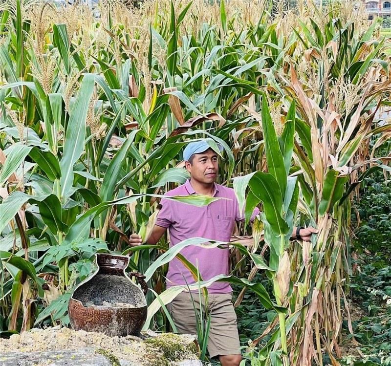 不是攀登石林高臺，就是鉆入玉米莊稼地，吉爾吉斯斯坦《自由之山報》總編輯納拉雷·阿桑巴耶夫“身手不凡”，與生長旺盛的玉米構成了花茂村的鄉(xiāng)間野趣。（張亞欣攝）