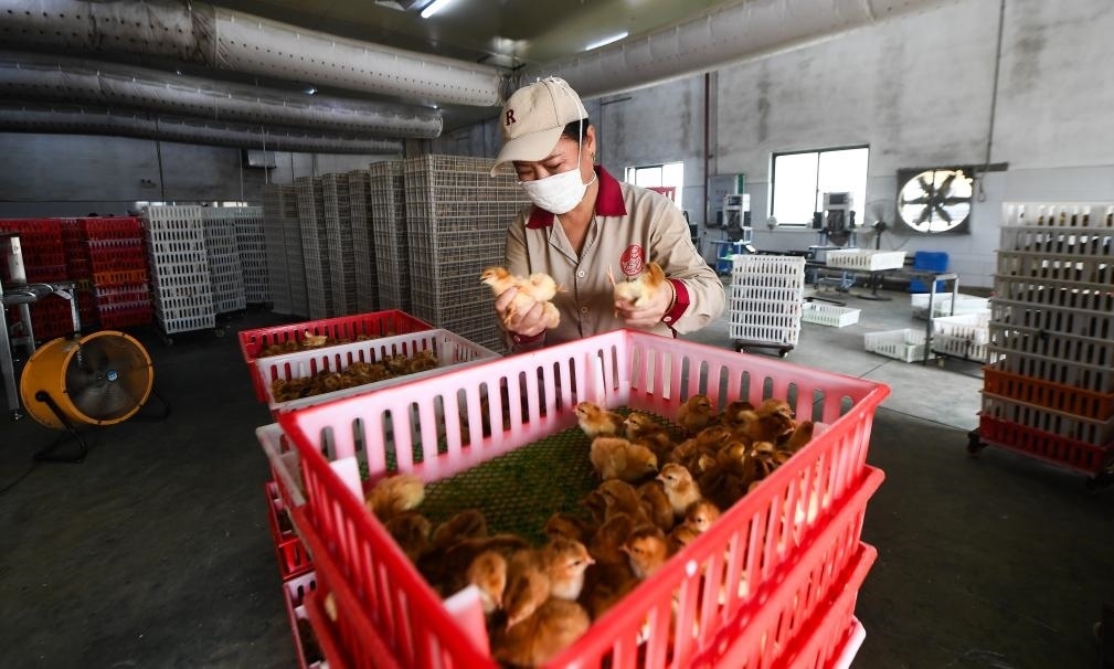 在文昌市的海南（潭牛）文昌雞股份有限公司孵化廠(chǎng)，工人在挑選文昌雞苗。新華社記者楊冠宇 攝