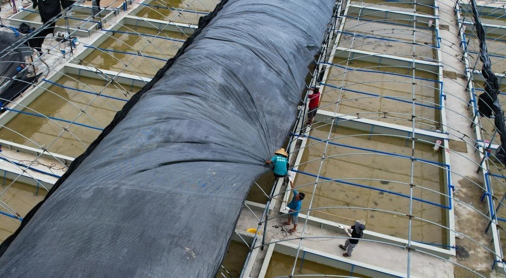 在文昌市翁田鎮(zhèn)的海興農(nóng)翁田蝦苗場(chǎng)，工人重新鋪設(shè)頂棚。無(wú)人機(jī)照片，新華社記者楊冠宇 攝