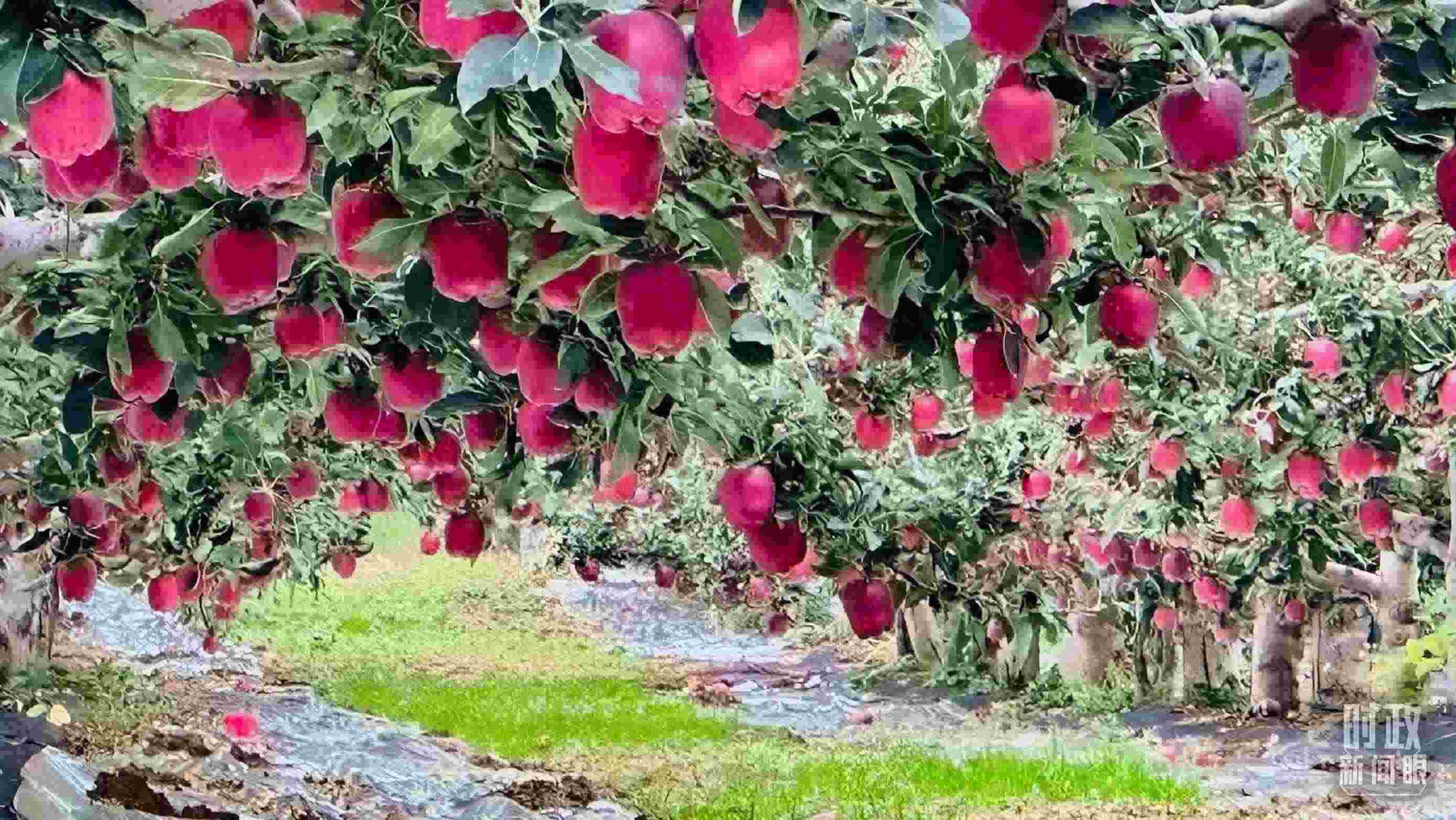 △ 麥積區(qū)南山花牛蘋果基地。（總臺央視記者范一鳴拍攝）