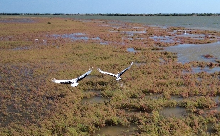 2024年8月28日，丹頂鶴在黃河三角洲國家級自然保護(hù)區(qū)展翅翱翔（無人機(jī)照片）。新華社記者 徐速繪 攝