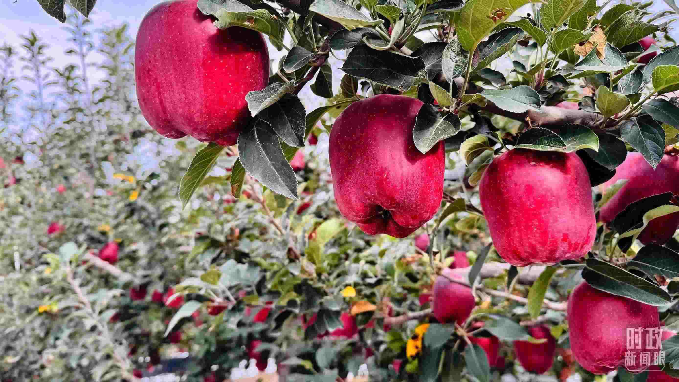 △ 麥積區(qū)南山花牛蘋果基地。（總臺央視記者黎兵拍攝）