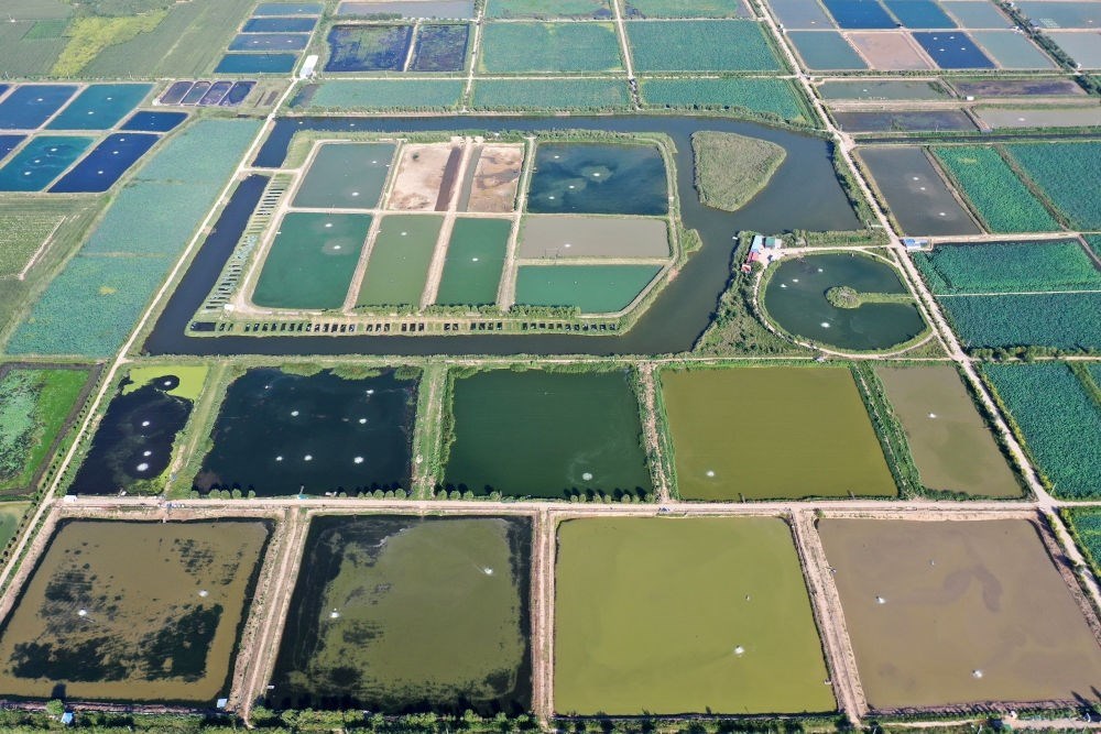 2024年8月13日在山西省臨猗縣薛公村拍攝的蟹塘（無人機(jī)照片）。薛公村位于黃河岸邊，有5000多畝黃河灘涂和近5000畝荒溝。當(dāng)?shù)赝ㄟ^將荒溝和灘涂進(jìn)行整合，發(fā)展特色水產(chǎn)養(yǎng)殖，讓守著黃河水、住在黃河灘的薛公村村民有了新的致富路。