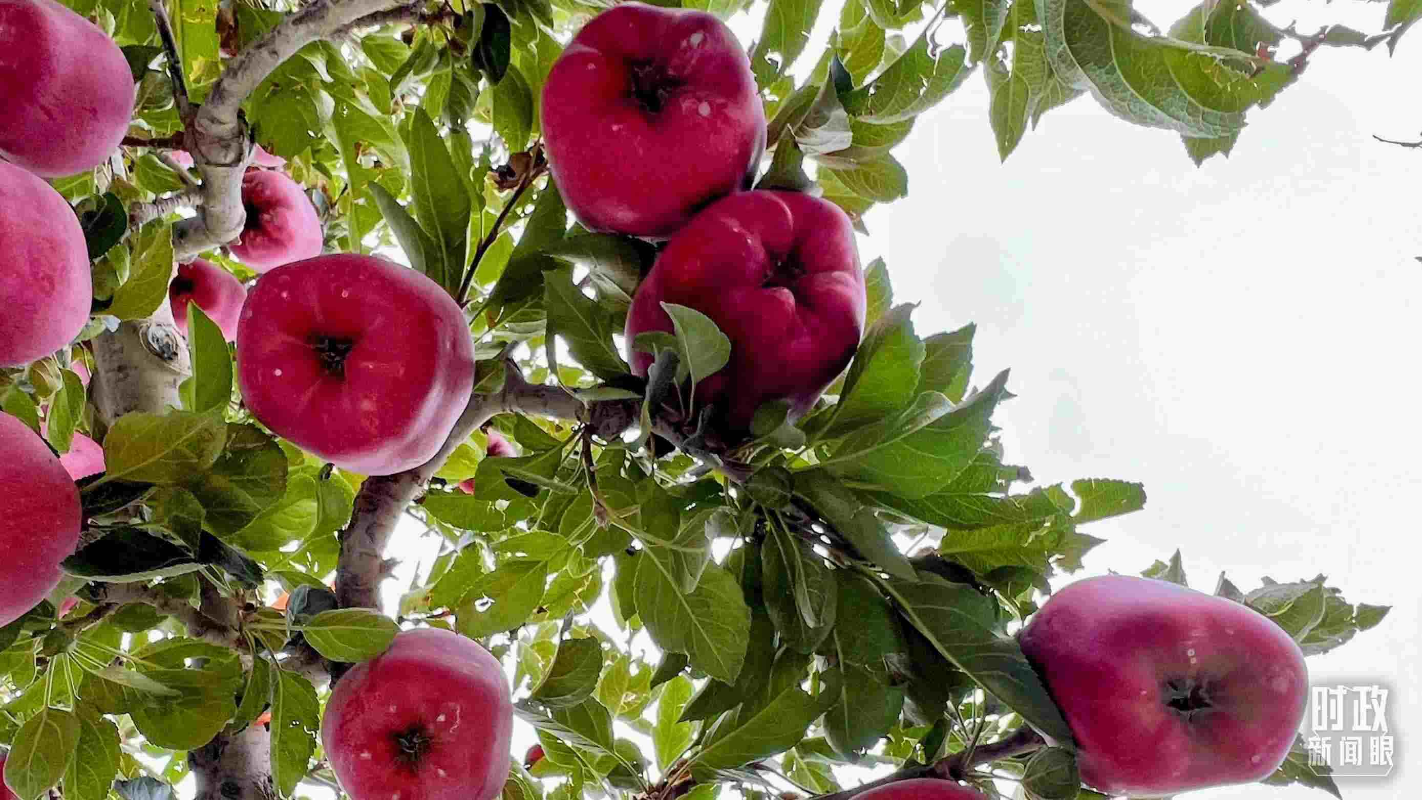 △南山花牛蘋果基地是元帥系蘋果生產(chǎn)基地。（總臺央視記者程鋮拍攝）