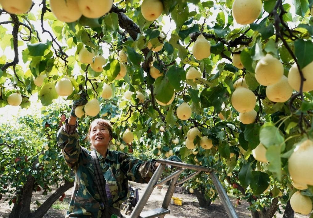 9月13日，河北省晉州市的農(nóng)民在果園采摘鴨梨。新華社記者楊世堯 攝