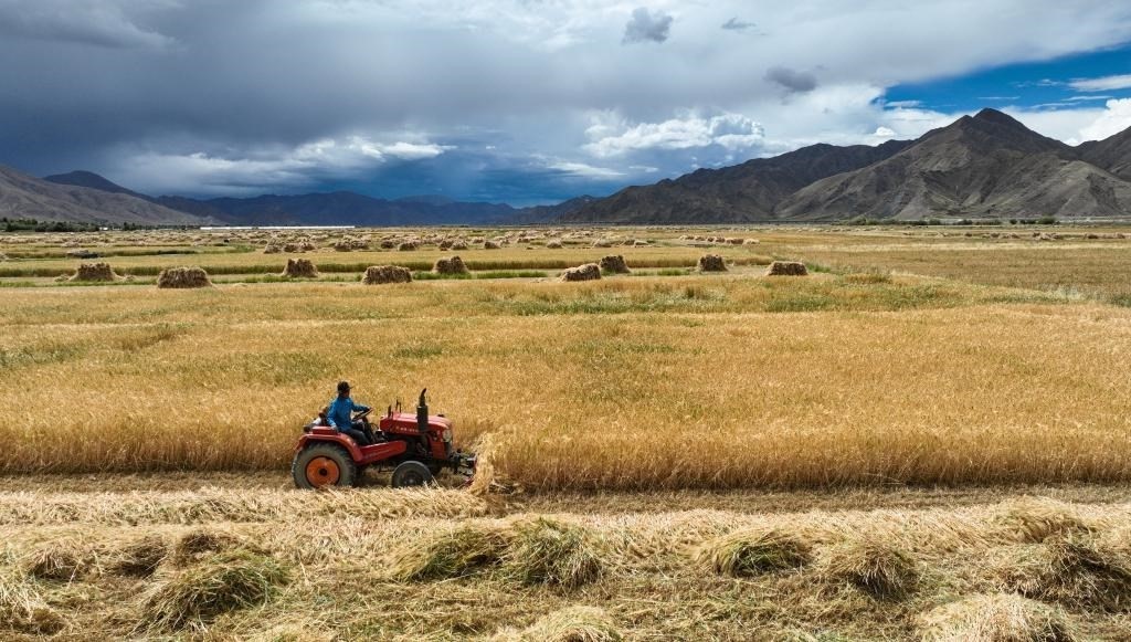 9月10日，在西藏日喀則市白朗縣巴扎鄉(xiāng)拍攝的秋收場景（無人機(jī)照片）。新華社記者晉美多吉 攝