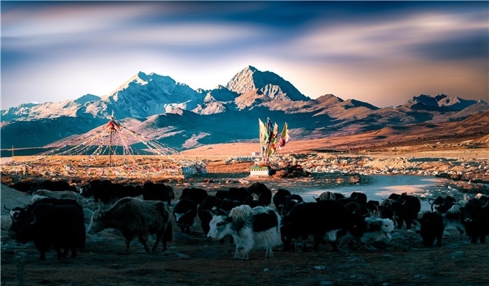 雅拉雪山上的牦牛群。蕭旺擺攝