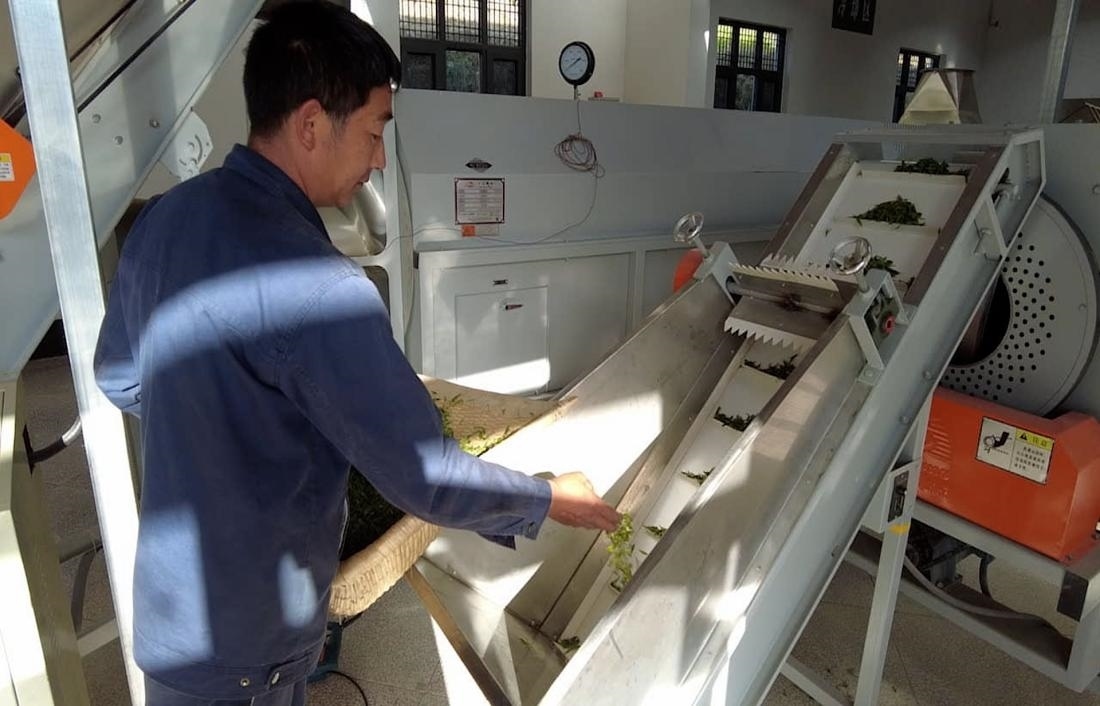  茶廠工人正在查看茶青質(zhì)量。 受訪者供圖