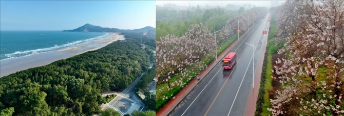 拼版照片：左圖為位于東山縣金鑾灣沿岸的木麻黃防護(hù)林帶（無人機(jī)照片，新華社記者 姜克紅 攝）；右圖為2021年4月20日在蘭考縣焦裕祿干部學(xué)院附近拍攝的泡桐花（無人機(jī)照片，新華社記者 郝源 攝）。