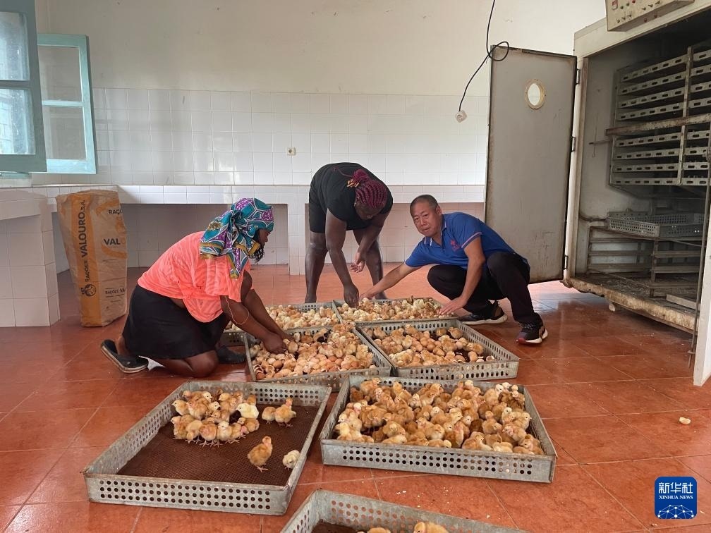 中國(guó)援圣普農(nóng)牧業(yè)技術(shù)項(xiàng)目組專家在圣多美和普林西比家禽繁育中心指導(dǎo)雛雞人工孵化技術(shù)（2024年10月8日攝）。新華社發(fā)（中國(guó)援圣普農(nóng)技組供圖）