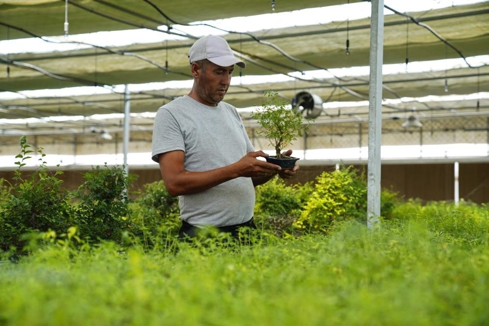 7月28日，在烏茲別克斯坦錫爾河州的上合組織農(nóng)業(yè)基地中烏現(xiàn)代農(nóng)業(yè)科技示范園，工作人員檢查盆栽植物。新華社發(fā)（扎法爾攝）