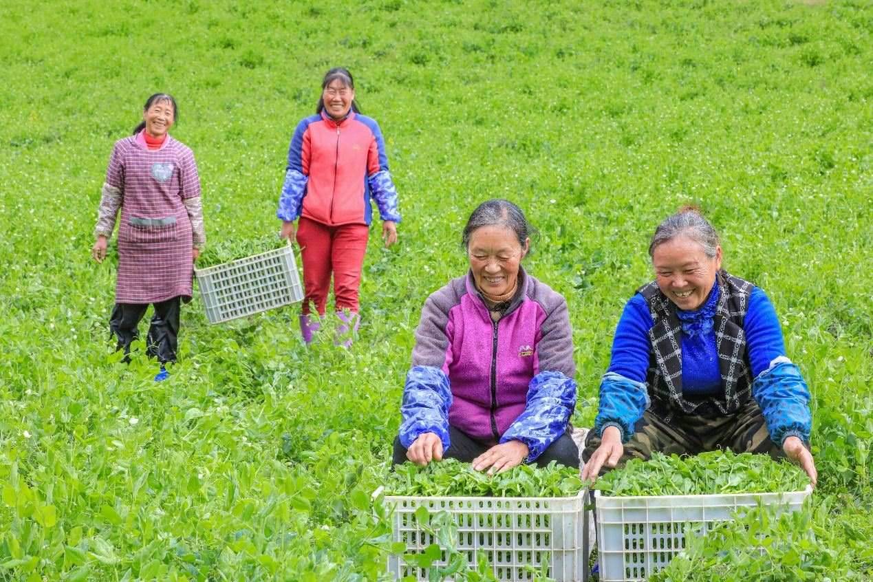 在四川省阿壩藏族羌族自治州馬爾康市馬爾康鎮(zhèn)納足村，當(dāng)季蔬菜喜獲豐收，群眾正在忙著采收、裝箱供應(yīng)市場。來源：人民圖片