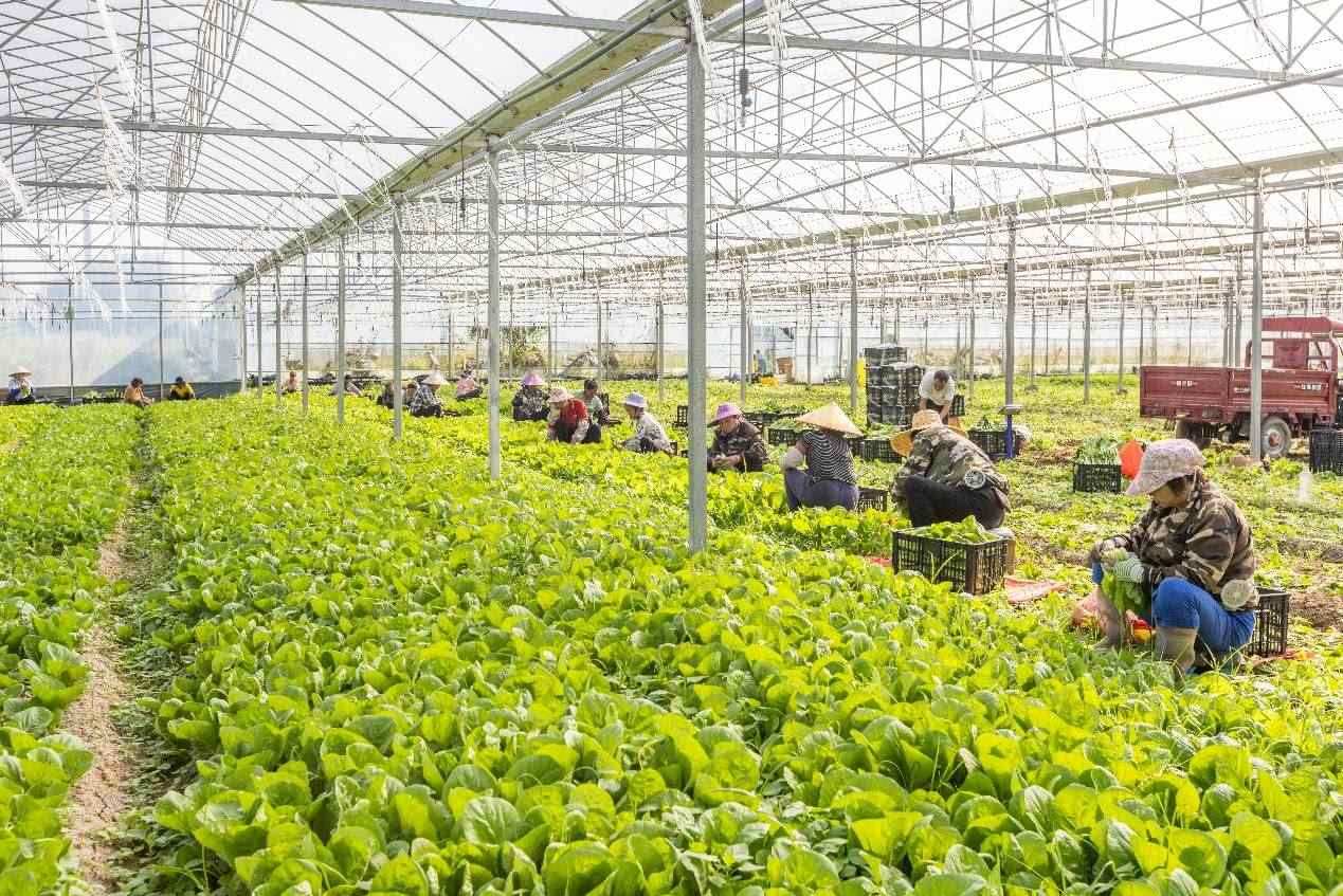 2024年10月8日，在廣西梧州市蒙山縣文圩鎮(zhèn)大明村一個(gè)大棚蔬菜基地內(nèi)，民工在采摘、包裝包心菜，準(zhǔn)備運(yùn)銷外地。來源：人民圖片
