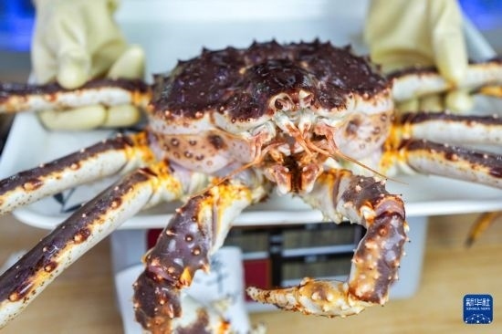 這是9月20日在吉林省琿春市的東北亞跨境電商產(chǎn)業(yè)園內(nèi)的帝王蟹保稅店拍攝的帝王蟹。新華社記者 許暢 攝