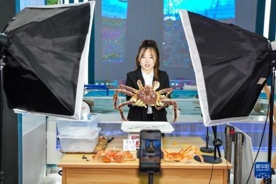 9月20日，在吉林省琿春市的帝王蟹保稅店內(nèi)，工作人員進行網(wǎng)絡(luò)直播售賣帝王蟹。新華社記者 許暢 攝
