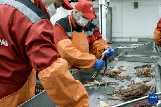 俄羅斯蟹業(yè)集團的工作人員在生產(chǎn)線上加工產(chǎn)品（資料照片）。新華社發(fā)（俄羅斯蟹業(yè)集團供圖）