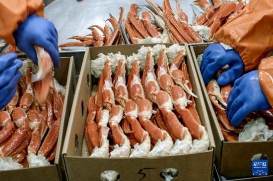 俄羅斯蟹業(yè)集團的工作人員在生產(chǎn)線上加工產(chǎn)品（資料照片）。新華社發(fā)（俄羅斯蟹業(yè)集團供圖）