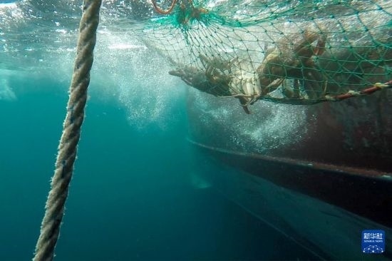 這是俄羅斯蟹業(yè)集團的捕撈船進行遠洋捕撈的資料照片。新華社發(fā)（俄羅斯蟹業(yè)集團供圖）
