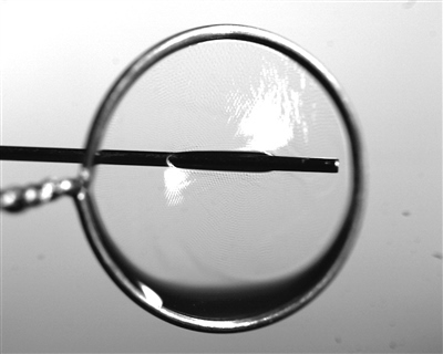 液膜被銅針穿透時仍能保持不破裂。 受訪者供圖