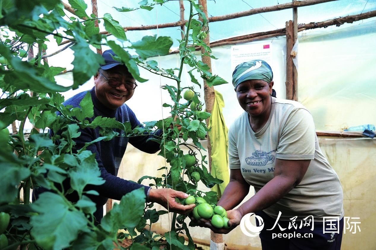 肯尼亞納庫魯郡，南京農(nóng)業(yè)大學(xué)援非專家劉高瓊和當(dāng)?shù)剞r(nóng)民瑪麗·姆旺吉在溫室大棚里查看番茄種植情況。人民網(wǎng)記者 黃煒鑫攝