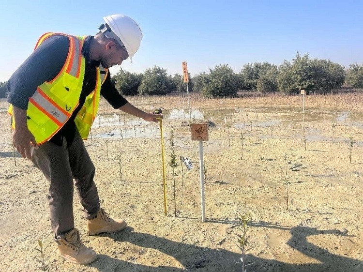 工作人員在監(jiān)測(cè)紅樹苗生長情況。中國土木供圖