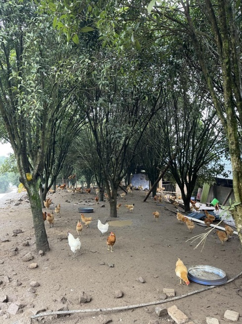 桂花林里的桂飛雞。劉軍國攝